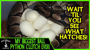my biggest ball python clutch ever