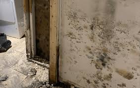 Mold Removal Service Millersville Md