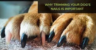 why t your dog s nails is