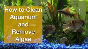 how to clean aquarium and remove algae