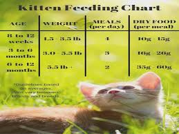 Feeding Your Kitten Kitten Food Chart And Foods How