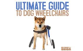 ultimate guide on wheelchairs for dogs