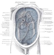 Clear explanations of natural written and spoken english. Peritoneum Wikipedia