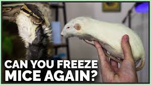 can you re freeze mice and rats for