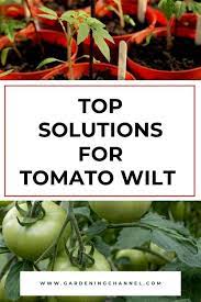 What causes tomato plant wilting? Why Are My Tomato Plants Wilting Top Solutions For Tomato Wilt Gardening Channel