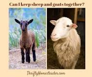 do-goats-and-sheep-eat-the-same-food