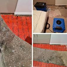 carpet water damage solutions sydney