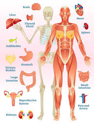 free human anatomy pack vectormine