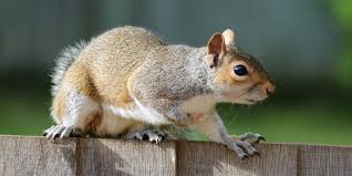 Yes, the smell of mothballs can deter squirrels from nesting in your attic. Squirrel Removal Squirrel Control Atlanta Ga