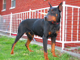 We love our dobermans and treat them as members of our family and hope that our puppies become loving companions to your family. Doberman Pinscher Puppies Galore 420 Old Salem Rd London Ky 40741 Yp Com
