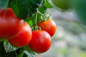 Tomato Plants To Keep Bugs Away
