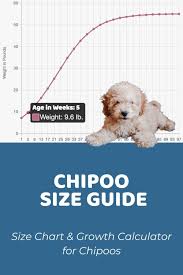 chipoo size chart interactive weight
