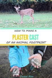 make plaster cast of tracks