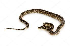 iran jaya carpet python stock photo by