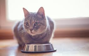 If your cat's always feed an older cat specialist food designed for senior felines. Shedding In Cats Reasons Why Are You Having A Tough Time Cleaning Up By Aldrin Praveen Medium