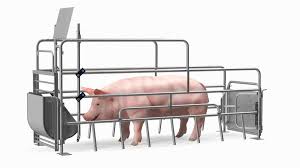 3d pig in farrowing crate model
