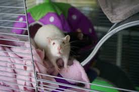 how to make a hammock for pet rats