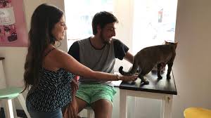 Cafetería de gatos": el bar que revolucionó las tardes de Punta del Este -  Infobae