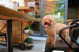 21 dog friendly eateries you can enjoy