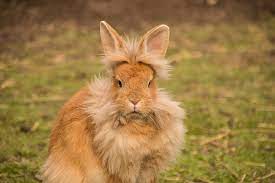 lionhead rabbit care a guide to
