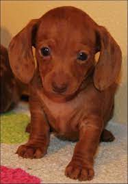 I saw the words stubborn and independent listed on many dog breeds in my many books according to almost home rescue, the independence that served dachshunds well as hunters is not only related to housebreaking difficulties, but. Miniature Dapple Dachshund Puppies For Sale Tulsa