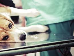 treating canine lipomas ivc journal