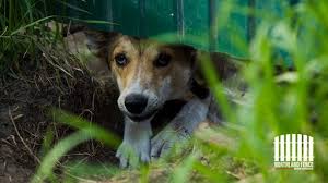Keep Dogs From Digging Under Fence