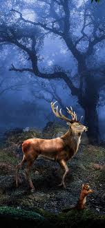 hd deer backgrounds images cool