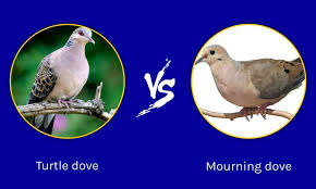 turtle vs mourning dove what are the