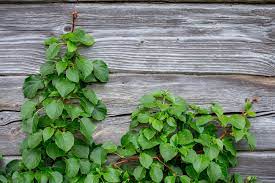 Climbing Plants For Shade