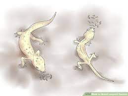 How To Breed Leopard Geckos 14 Steps With Pictures Wikihow