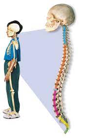 Human skeleton back bones photos and images. Human Spine Spinal Cord Facts Dk Find Out