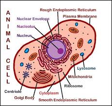 The cell contains an endoplasmic reticulum which is a tube like structure connecting different parts of a cell and helps them to carry materials. Christian Home School Hub Cytology Study Of Cells Plant And Animal Cells Animal Cell Project Animal Cell Drawing