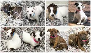 Feel free to browse hundreds of active classified puppy for sale listings, from dog breeders in pa and the surrounding areas. Atlanta Humane On Twitter We Really Miss Football Season Meet These Adorable 2 Month Old Staffordshire Bull Terrier Mix Puppies Howell Mill Https T Co Xg0x130j6d