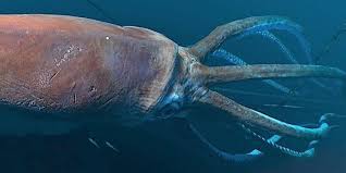 giant squid octolab tv