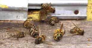 Image result for no food without bees