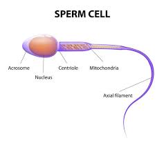Sexual Reproduction Definition Stages And Its Process
