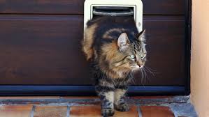 Install A Cat Flap In A Wooden Door