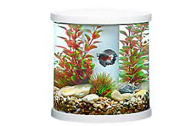 Explore other popular pets near you from over 7 million businesses with over 142 million reviews and opinions from yelpers. Pet Fish For Sale Tropical And Freshwater Fish Petsmart