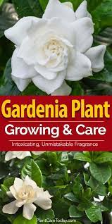 Gardenia Plants How To Care For