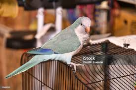 quaker parrot colors