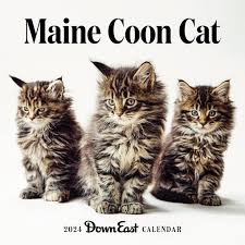 2024 maine cat wall calendar