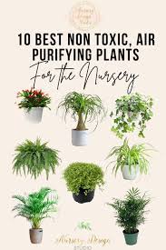 Baby Nursery Best Air Purifying Plants