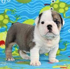 akc english bulldogs puppies