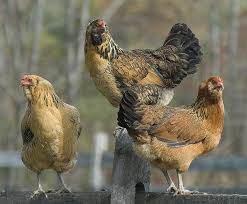 Ameraucana and ees can both have muffs/beards. Three Graces Chickens Backyard Fancy Chickens Chickens And Roosters