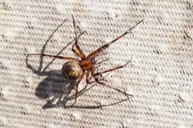 false widow spiders set to invade