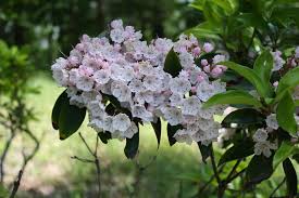 Here are the top 10 flowering this is a good tree for planting near utility lines, next to buildings or near patios. Gardening 101 Mountain Laurel Gardenista