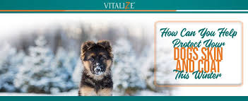 Vitalize Canine