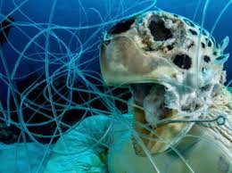Preisgekröntes Foto einer toten Schildkröte zeigt, wie tödlich Plastikmüll  ist - Business Insider