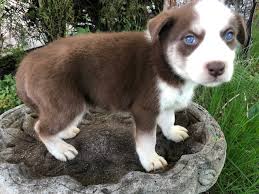 Staffords are smart with a capital s. Puppyfinder Com View Ad Photo 1 Of Listing Siberian Husky Staffordshire Bull Terrier Mix Puppy For Sale Adn 81023 Oregon Portland Usa
